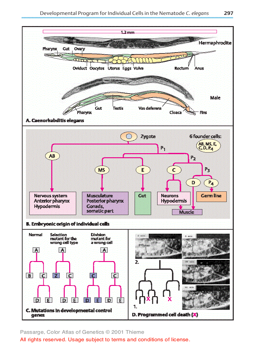 image for page Color Atlas of Genetics Thieme Flexibook 2nd Edition