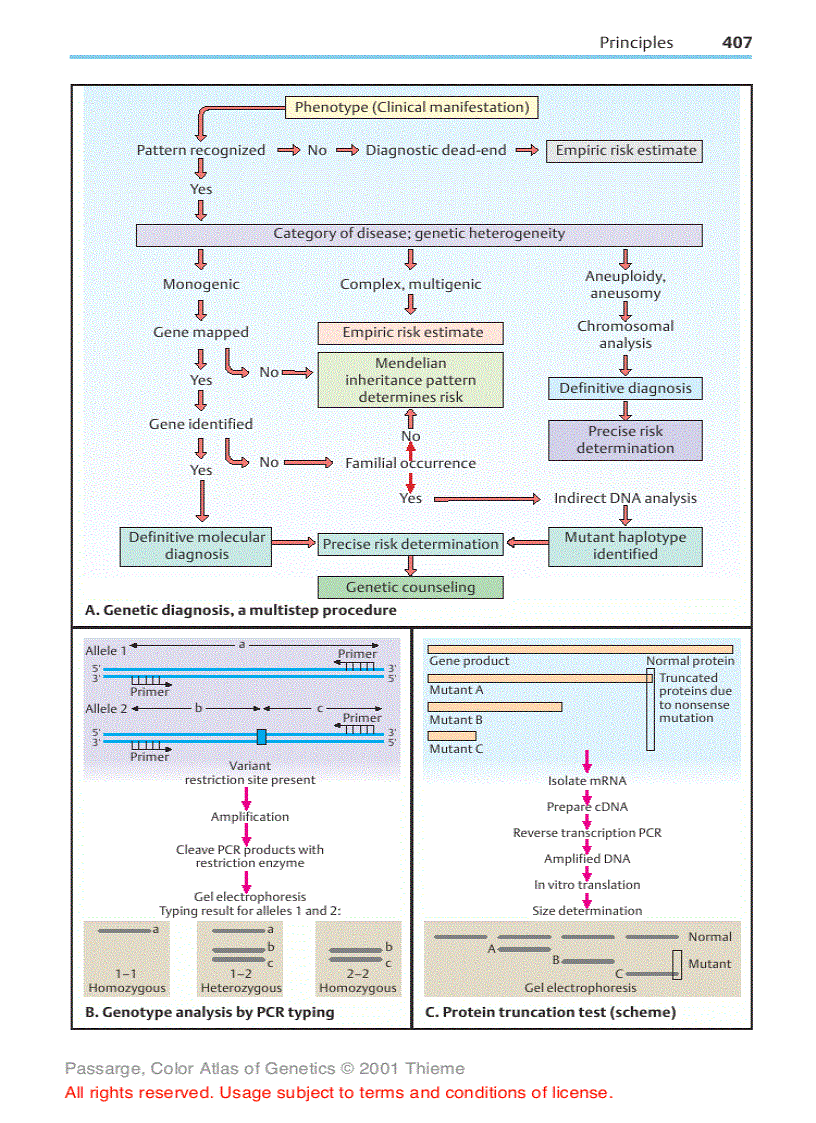 image for page Color Atlas of Genetics Thieme Flexibook 2nd Edition