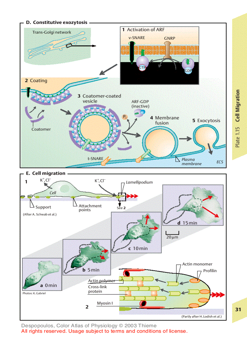 image for page Color Atlas of Physiology
