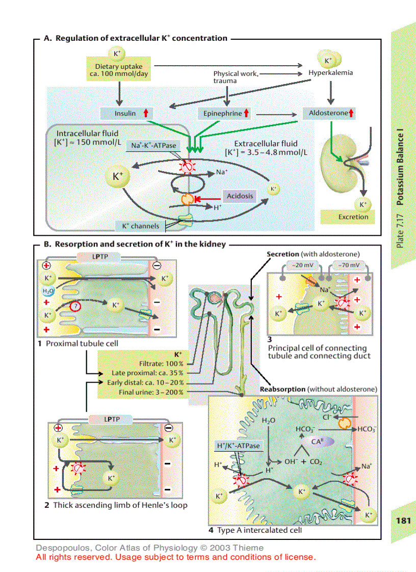 image for page Color Atlas of Physiology