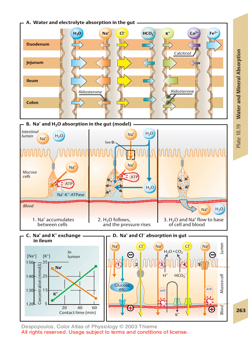 image for page Color Atlas of Physiology
