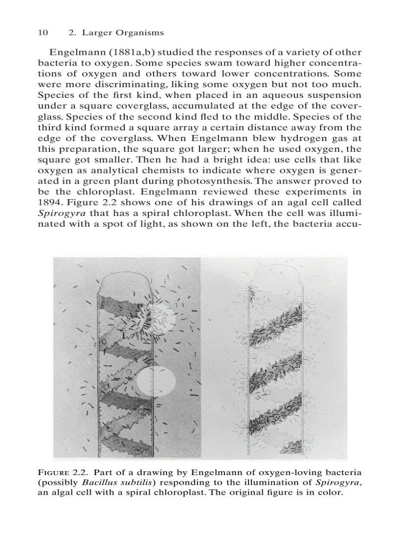 image for page E coli in Motion