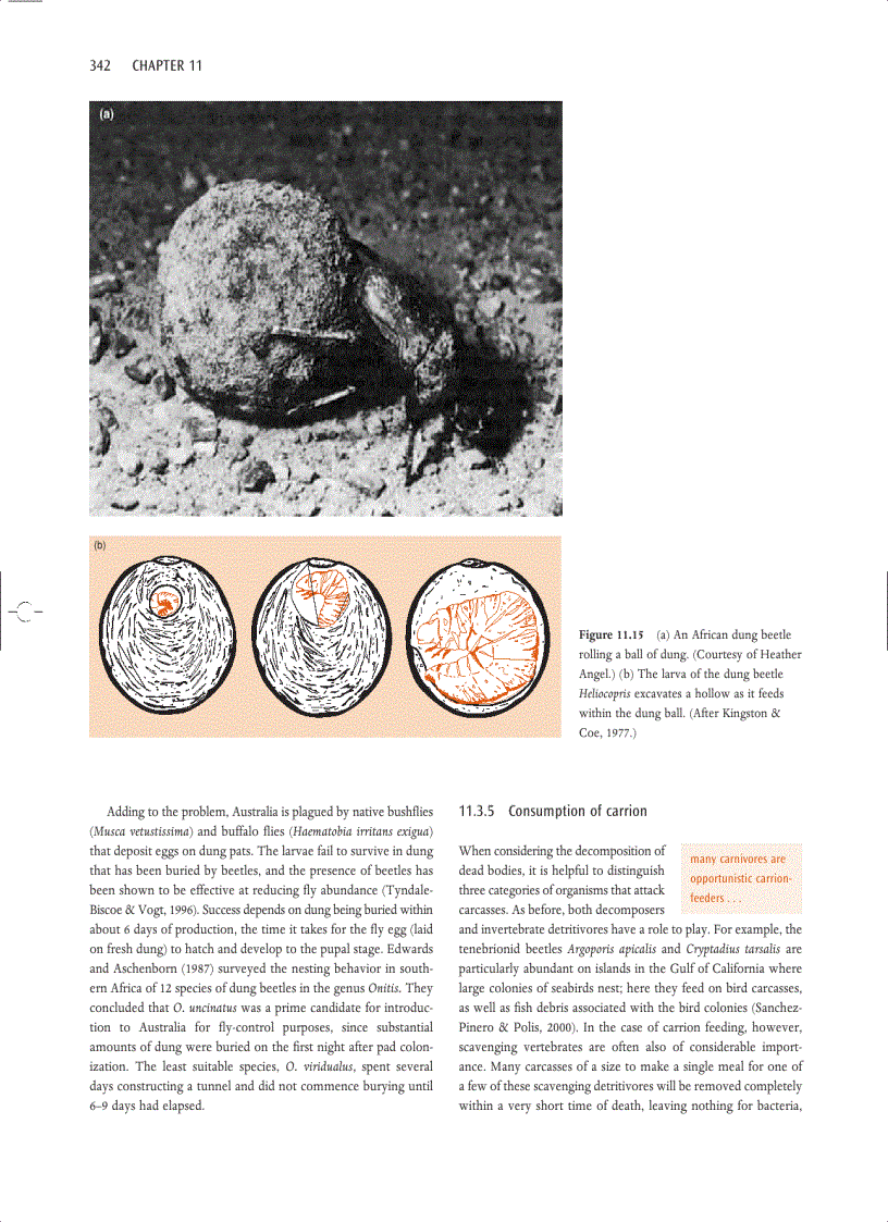 image for page Ecology
