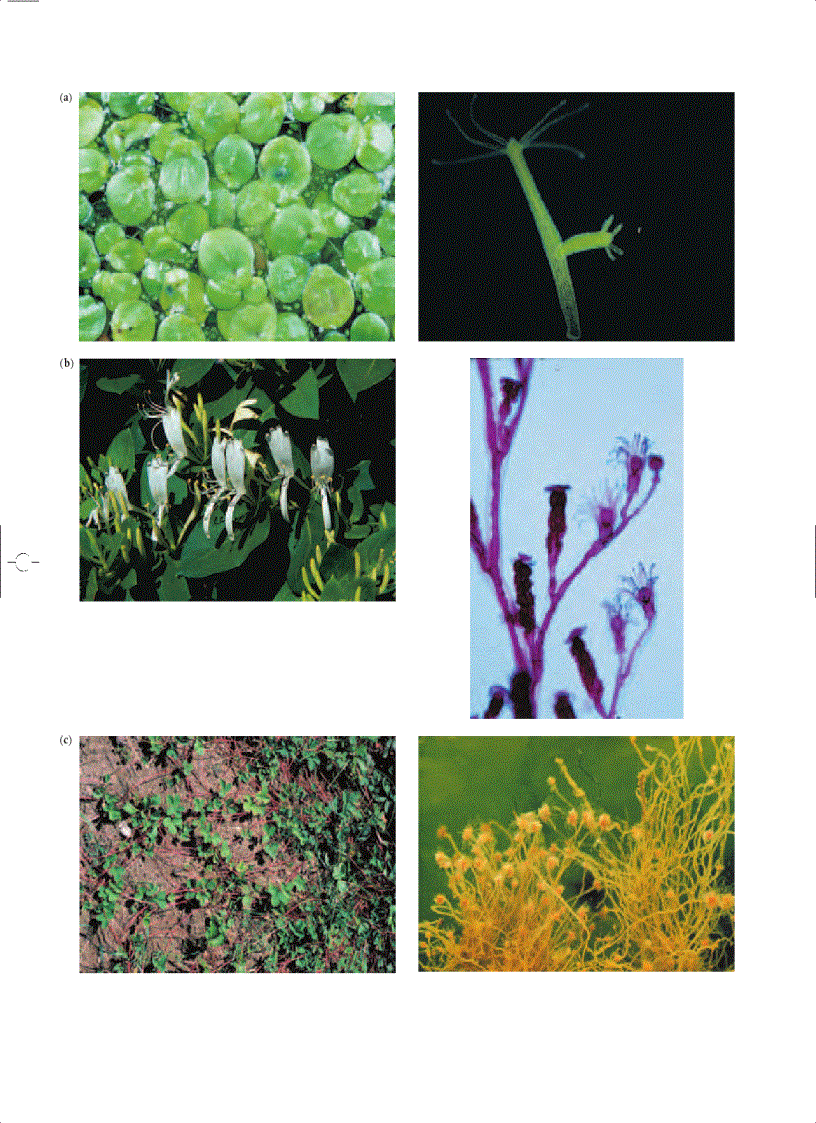 image for page Ecology