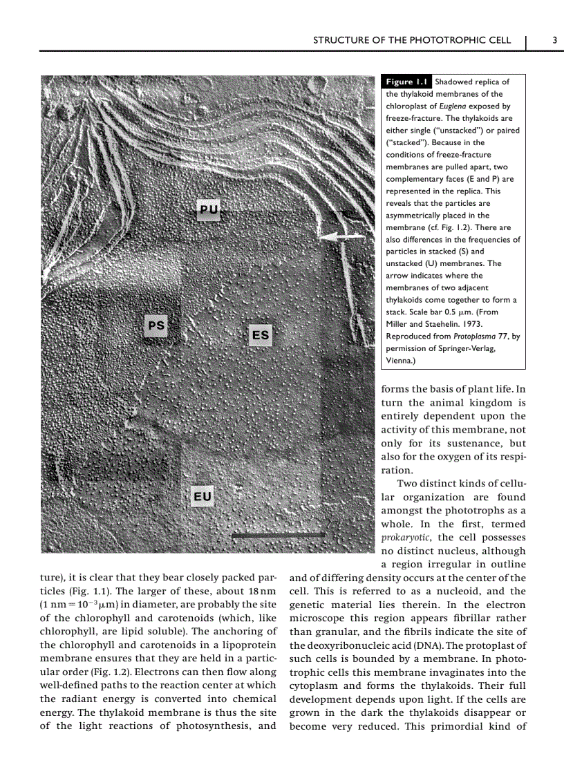 image for page Green Plants Their Origin and Diversity 2nd Edition