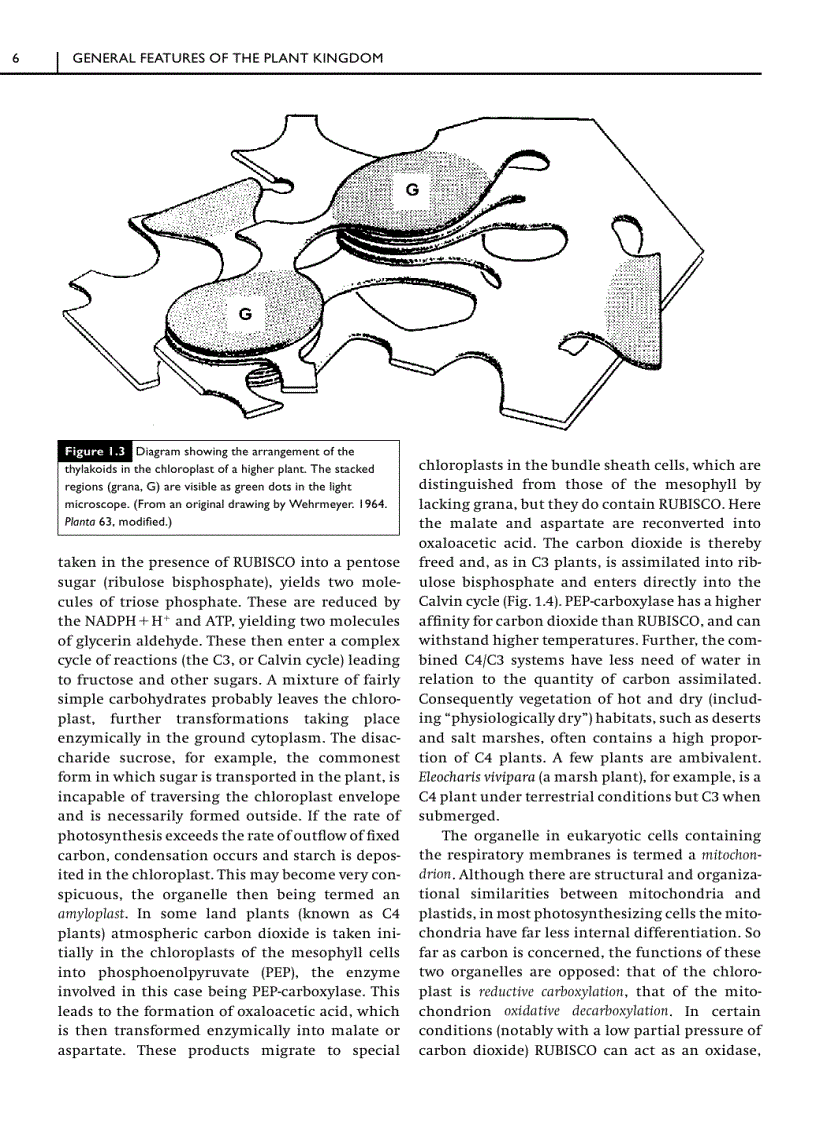 image for page Green Plants Their Origin and Diversity 2nd Edition