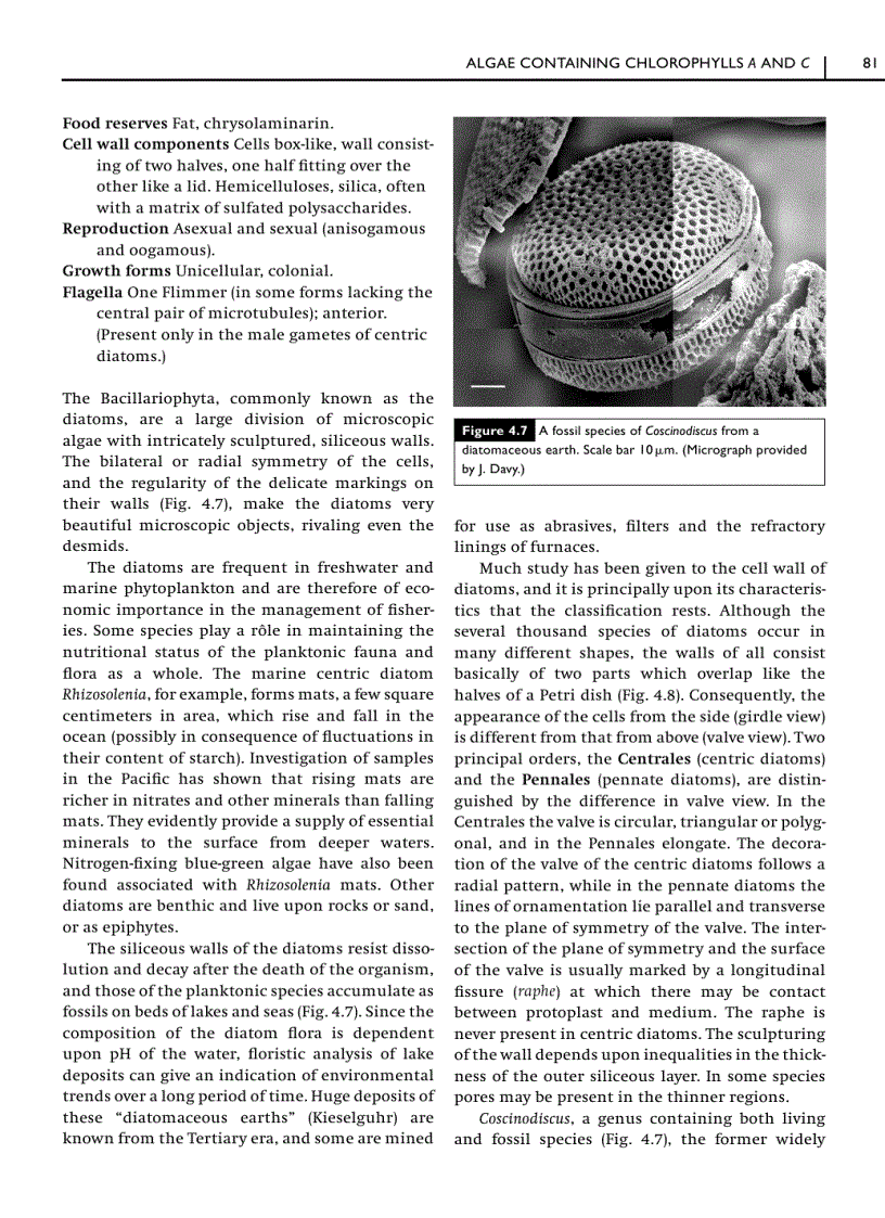 image for page Green Plants Their Origin and Diversity 2nd Edition