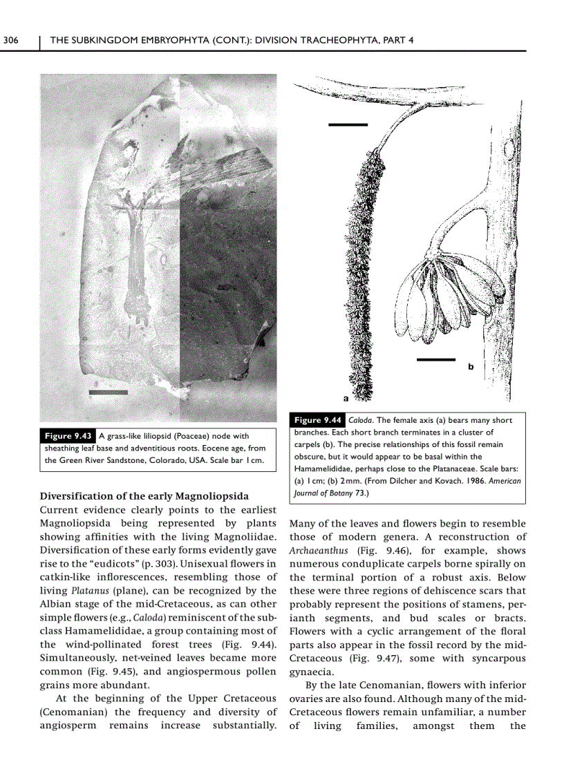 image for page Green Plants Their Origin and Diversity 2nd Edition