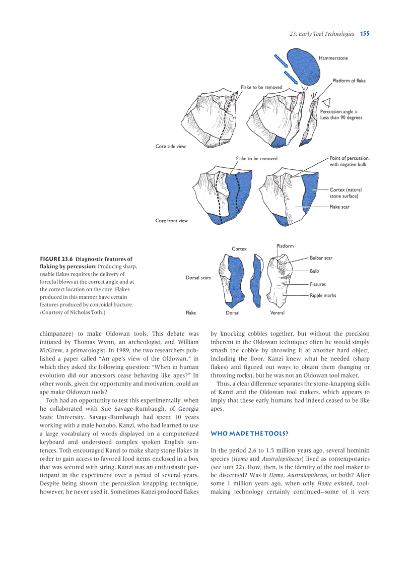 image for page Human Evolution