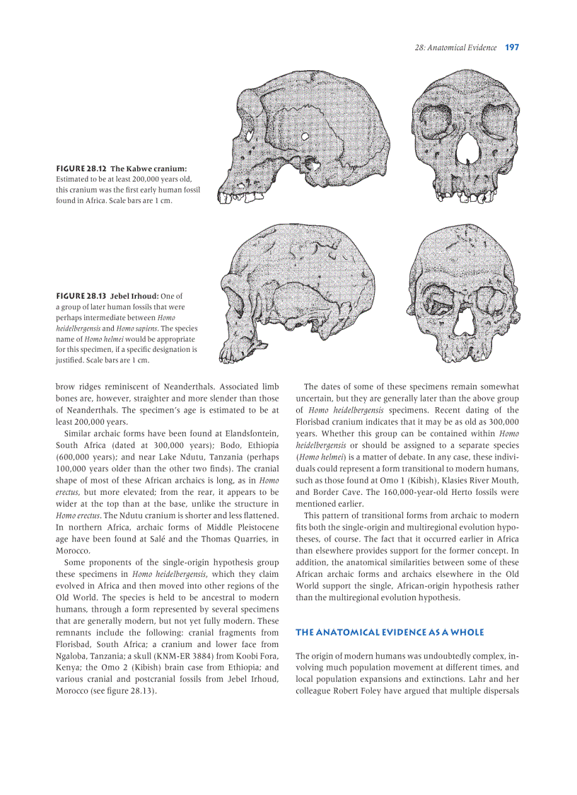 image for page Human Evolution