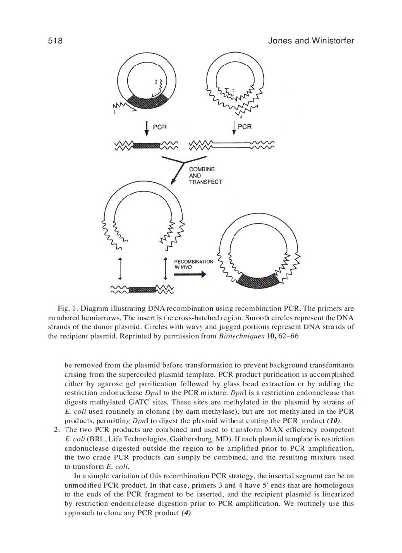 image for page PCR Protocols
