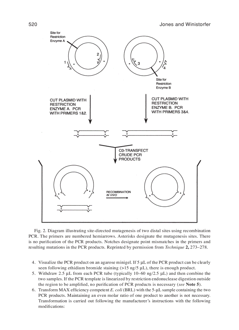 image for page PCR Protocols