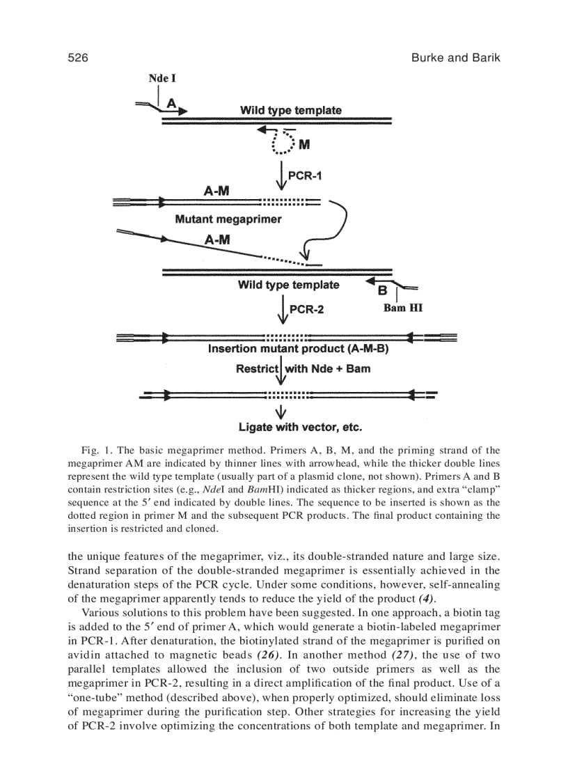 image for page PCR Protocols