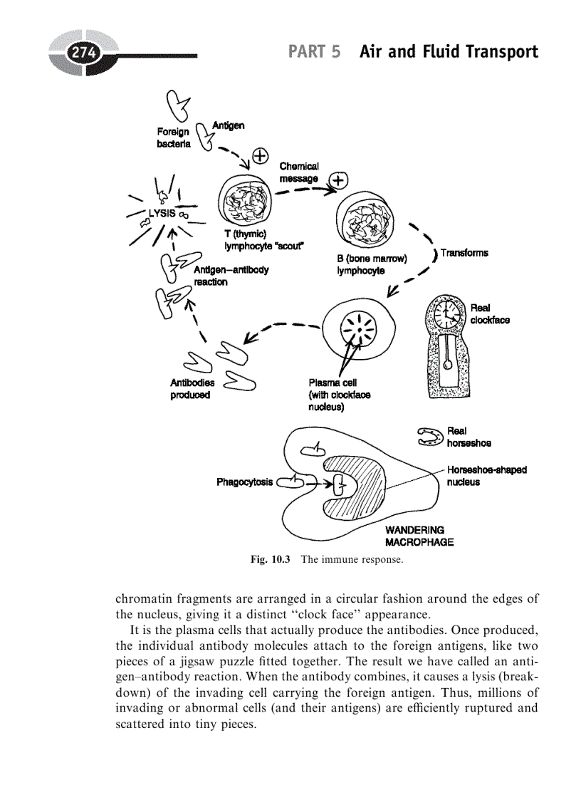 image for page Physiology Demystified 1st Edition