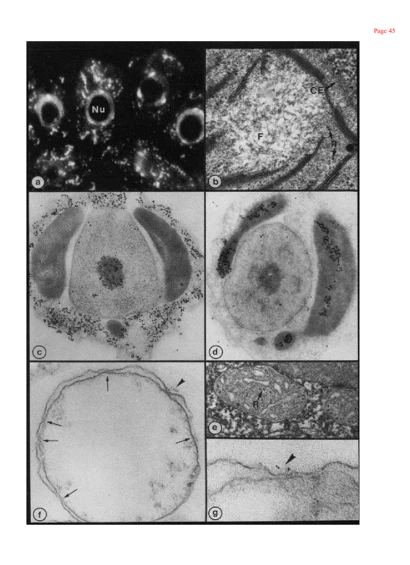 image for page Plant Cell Biology 1st Edition