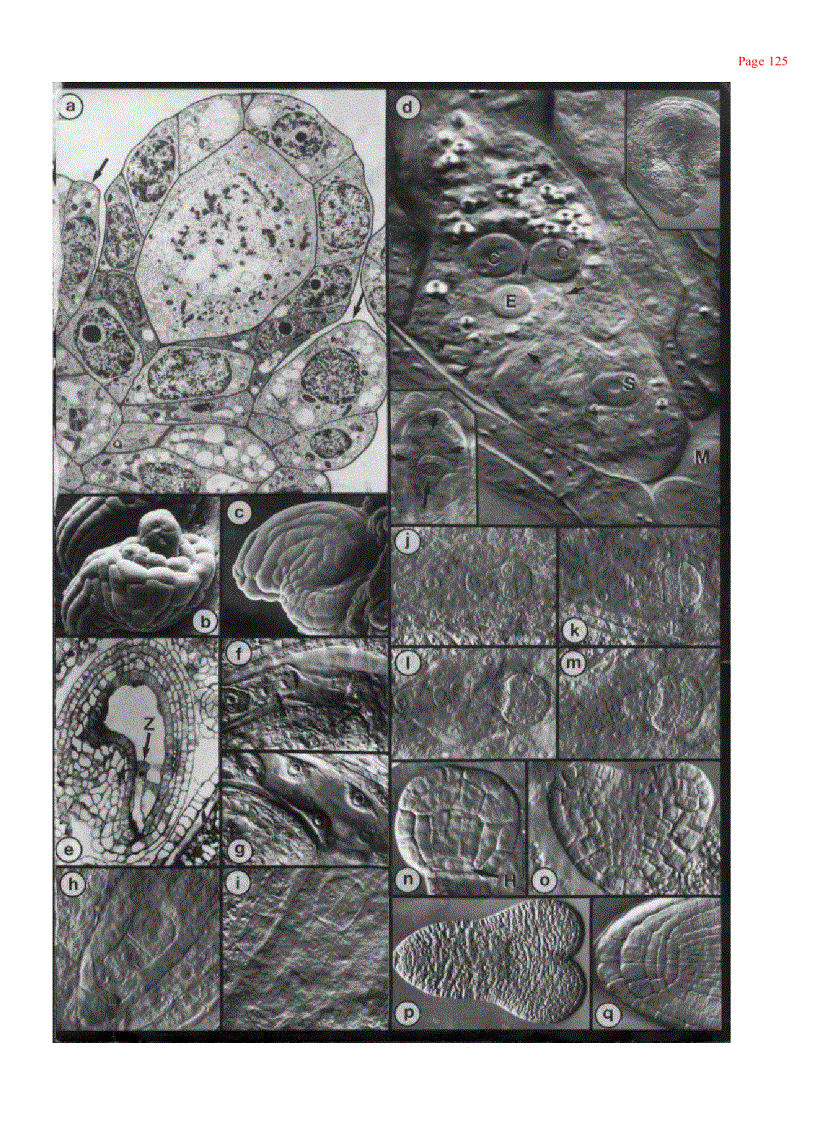 image for page Plant Cell Biology 1st Edition
