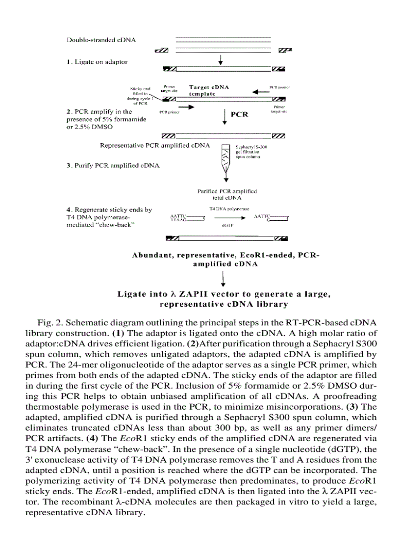 image for page RT PCR Protocols 1st Edition