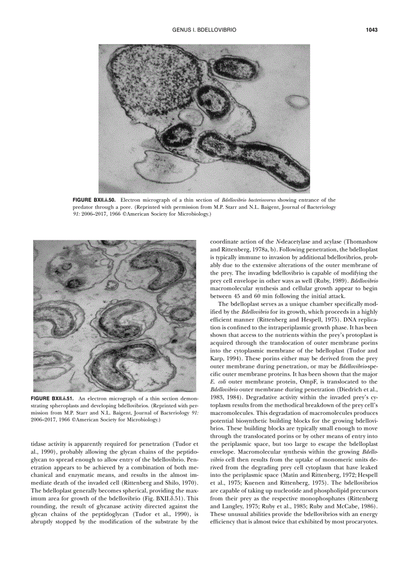 image for page Systematic Bacteriology Second Edition