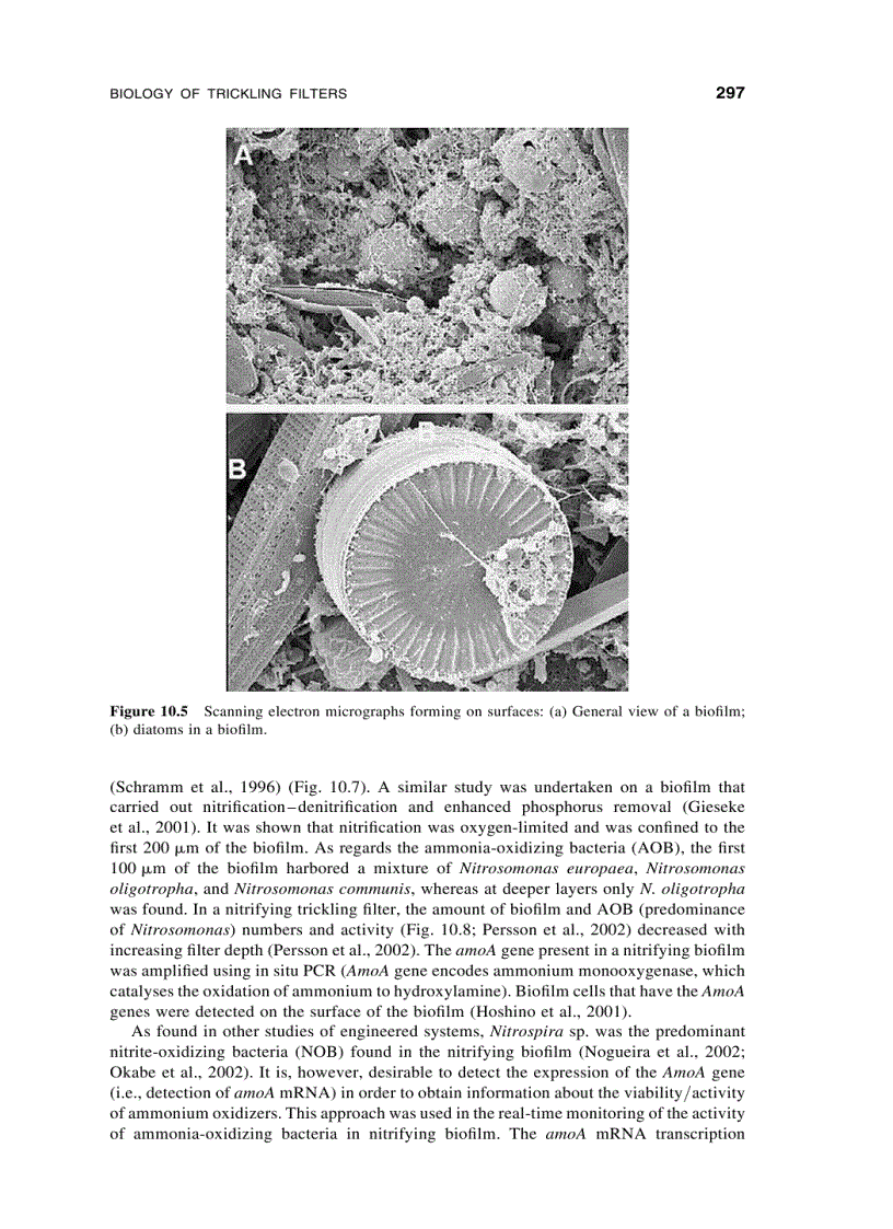 image for page Wastewater Microbiology 3rd Edition