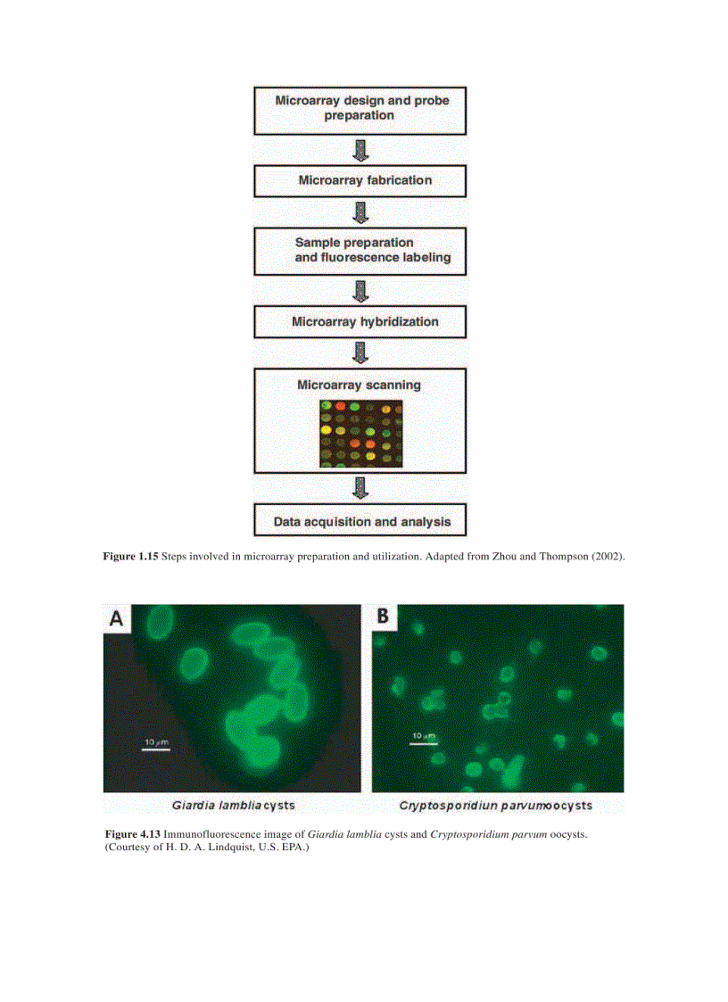 image for page Wastewater Microbiology 3rd Edition