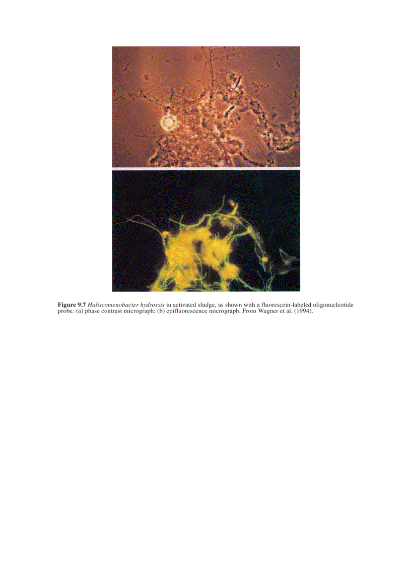 image for page Wastewater Microbiology 3rd Edition