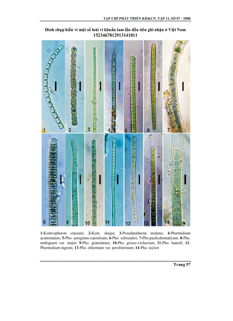 image for page Thành phần và sự phân bố của các vi khuẩn lam phù du bộ oscillatoriales ở lưu vực sông La Ngà
