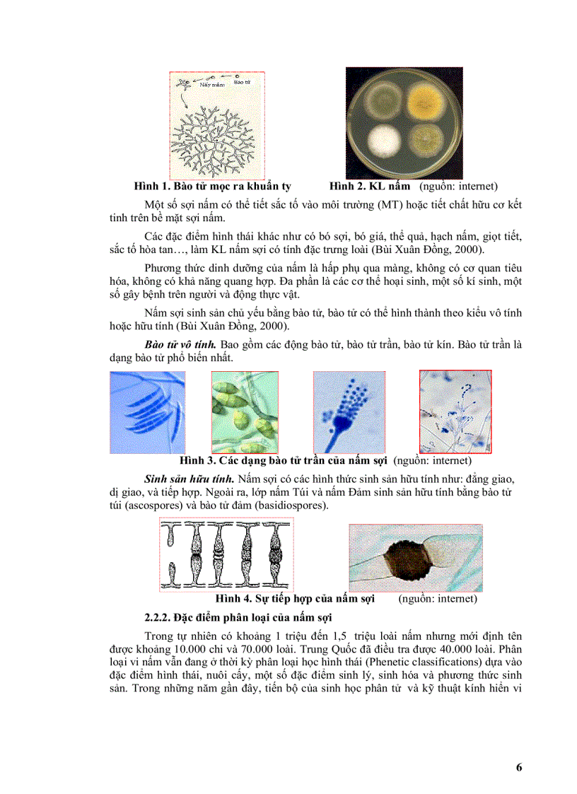 image for page Phân lập một số chủng nấm sợi có khả năng chuyển hóa rơm rạ từ lúa làm phân hữu cơ trồng trọt