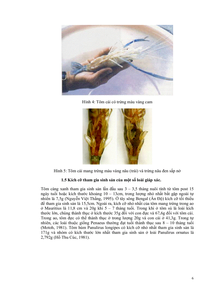 image for page So sánh sự sinh sản và phát triển của ấu trùng và hậu ấu trùng tôm càng xanh Macrobrachium rosenbergii nguồn gốc địa phương và Hawaii