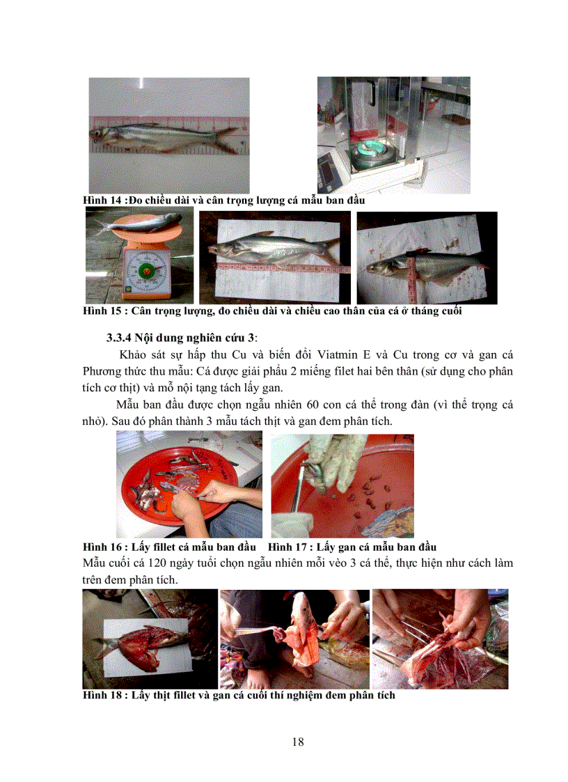 image for page Khảo sát ảnh hưởng nồng độ phối trộn Cu2 OH 3Cl trong thức ăn đến tỉ lệ sống tốc độ tăng trưởng và sự tích lũy Vitamin E Cu trong thịt fillet và gan của cá tra Pangasius hypophthalmus