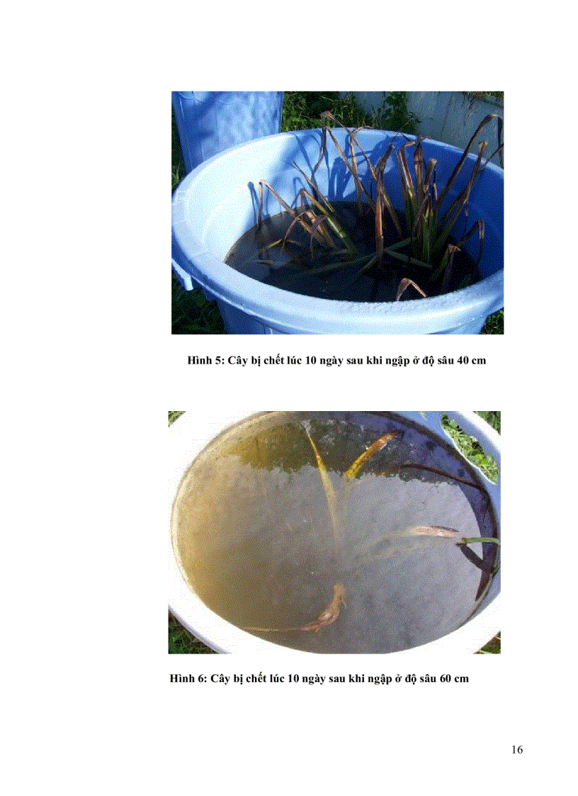 image for page Khảo sát khả năng chịu ngập sinh trưởng năng suất và dinh dưỡng của cỏ Paspalum atratum