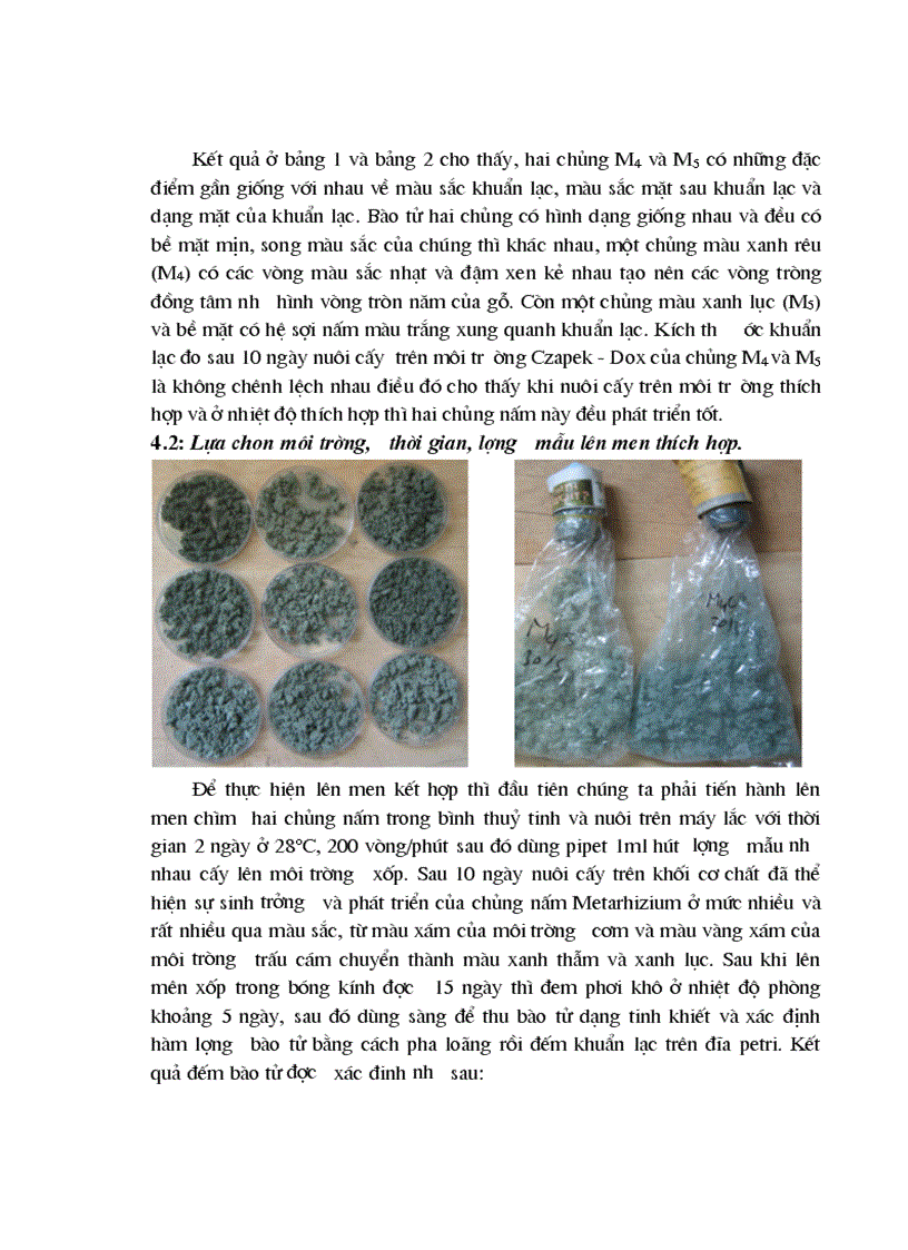 image for page Nghiên cứu quy trình lên men kết hợp để sản xuất bào tử nấm Metarhizium và khả năng diệt mối của bào tử nấm qua lây nhiễm