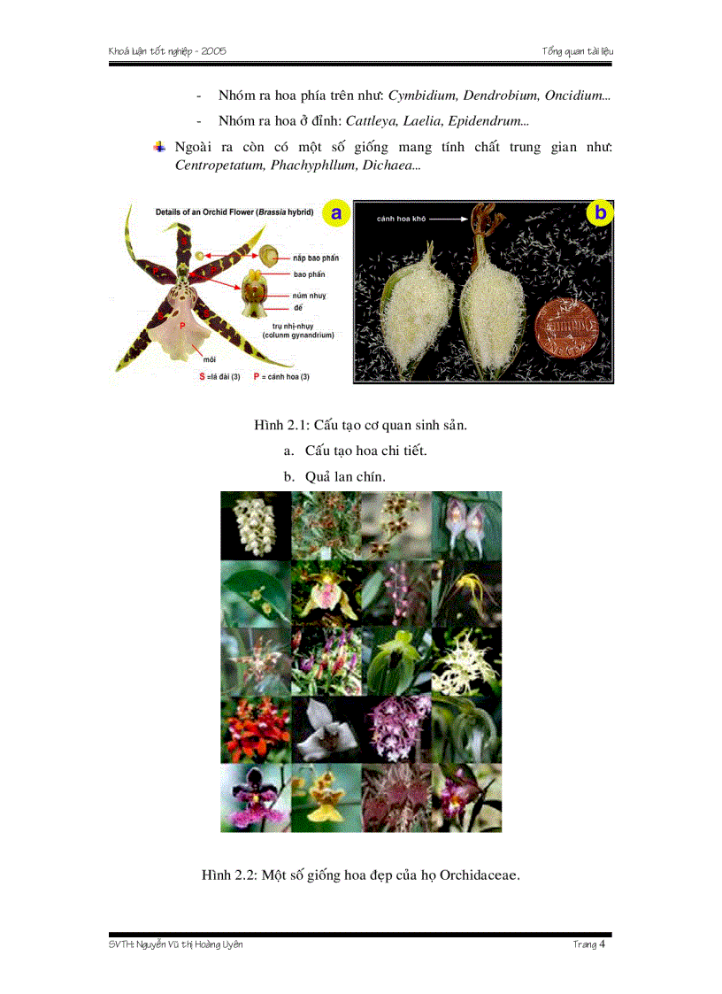 Nhân giống lan Dendrobium bằng phương pháp gieo hạt in vitro