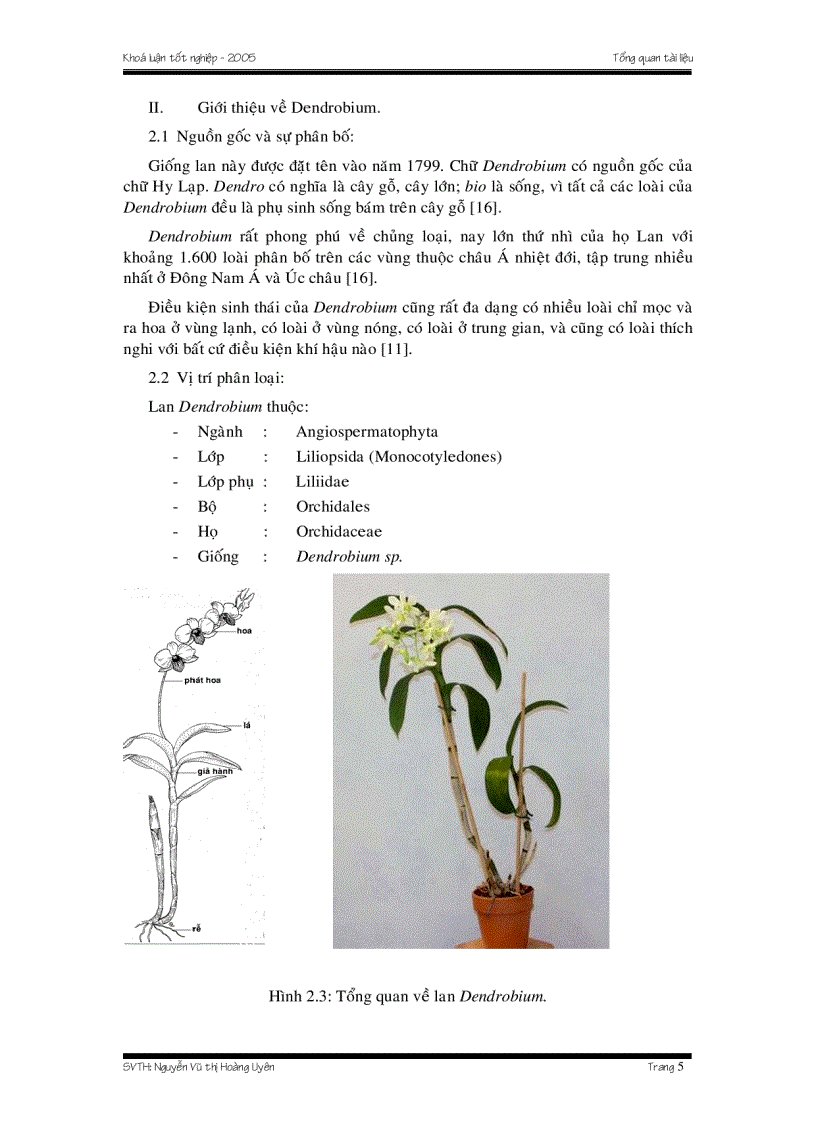Nhân giống lan Dendrobium bằng phương pháp gieo hạt in vitro