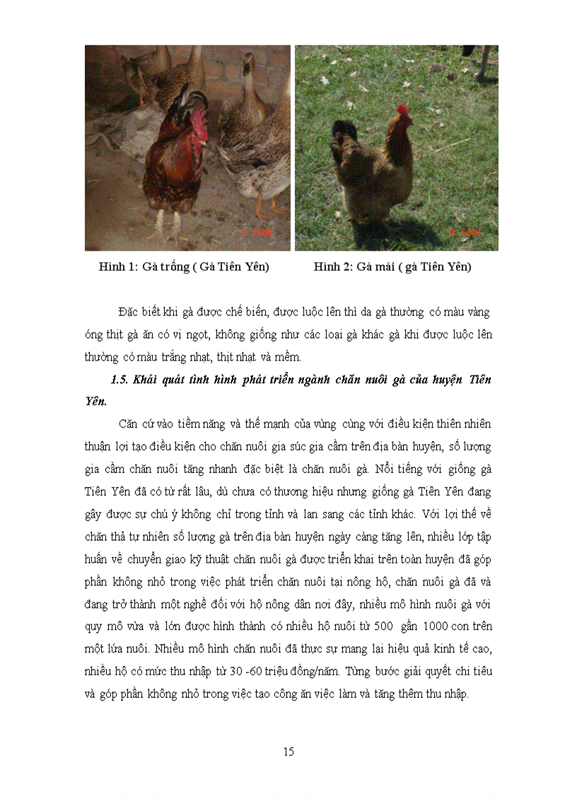 image for page Tìm hiểu sự phát triển chăn nuôi và bảo tồn giống gà Tiên Yên ở các nông hộ thuộc huyện Tiên Yên tỉnh Quảng Ninh