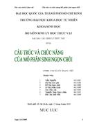 Báo cáo sinh lý thực vật Cấu trúc và chức năng Mô phân sinh ngọn chồi