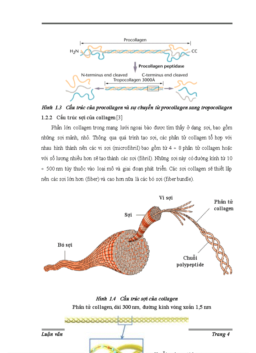 image for page Trích ly collagen từ da cá basa