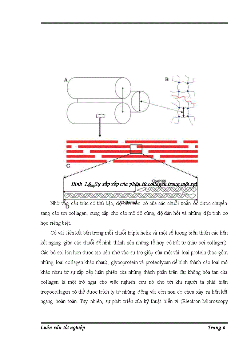 image for page Trích ly collagen từ da cá basa