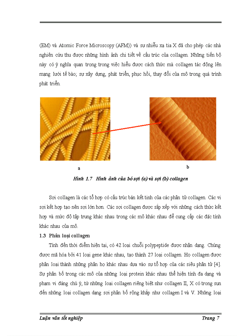 image for page Trích ly collagen từ da cá basa