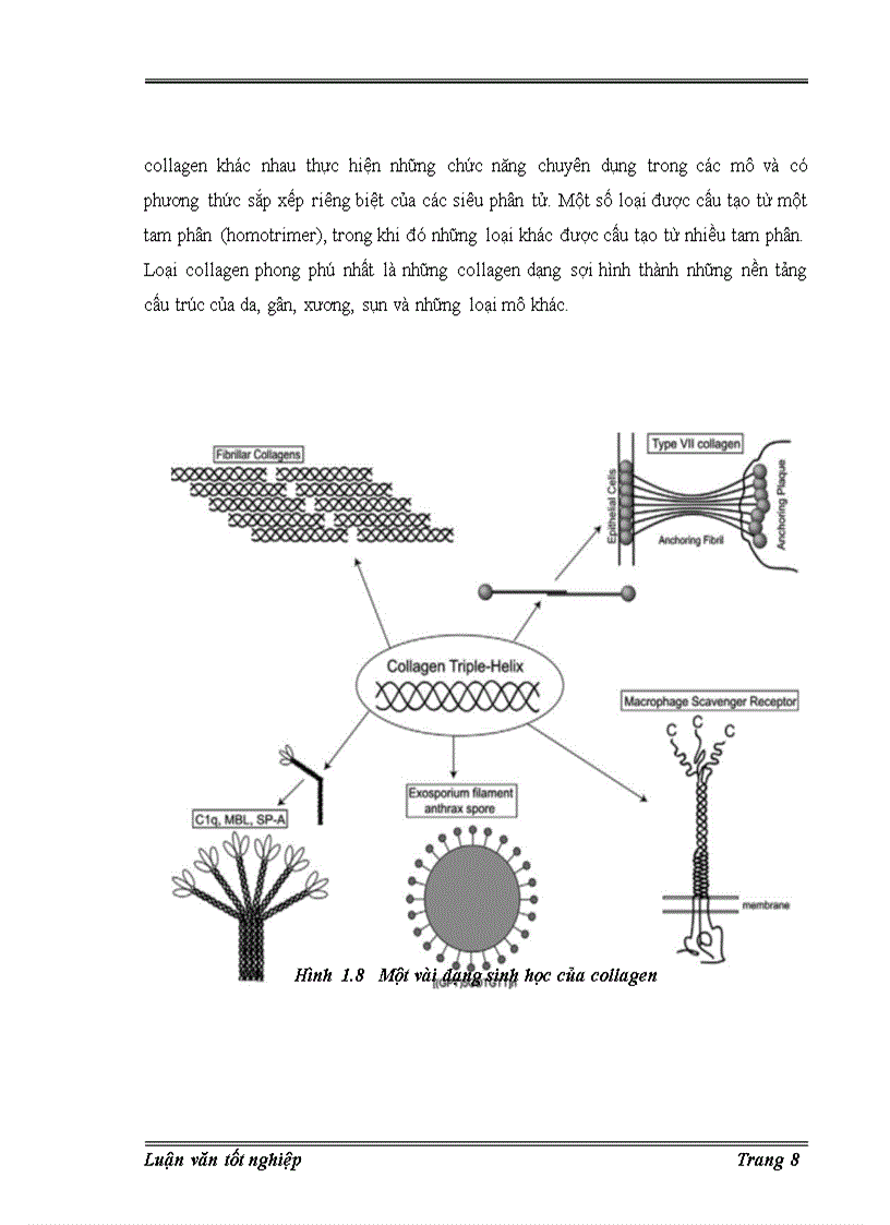 image for page Trích ly collagen từ da cá basa