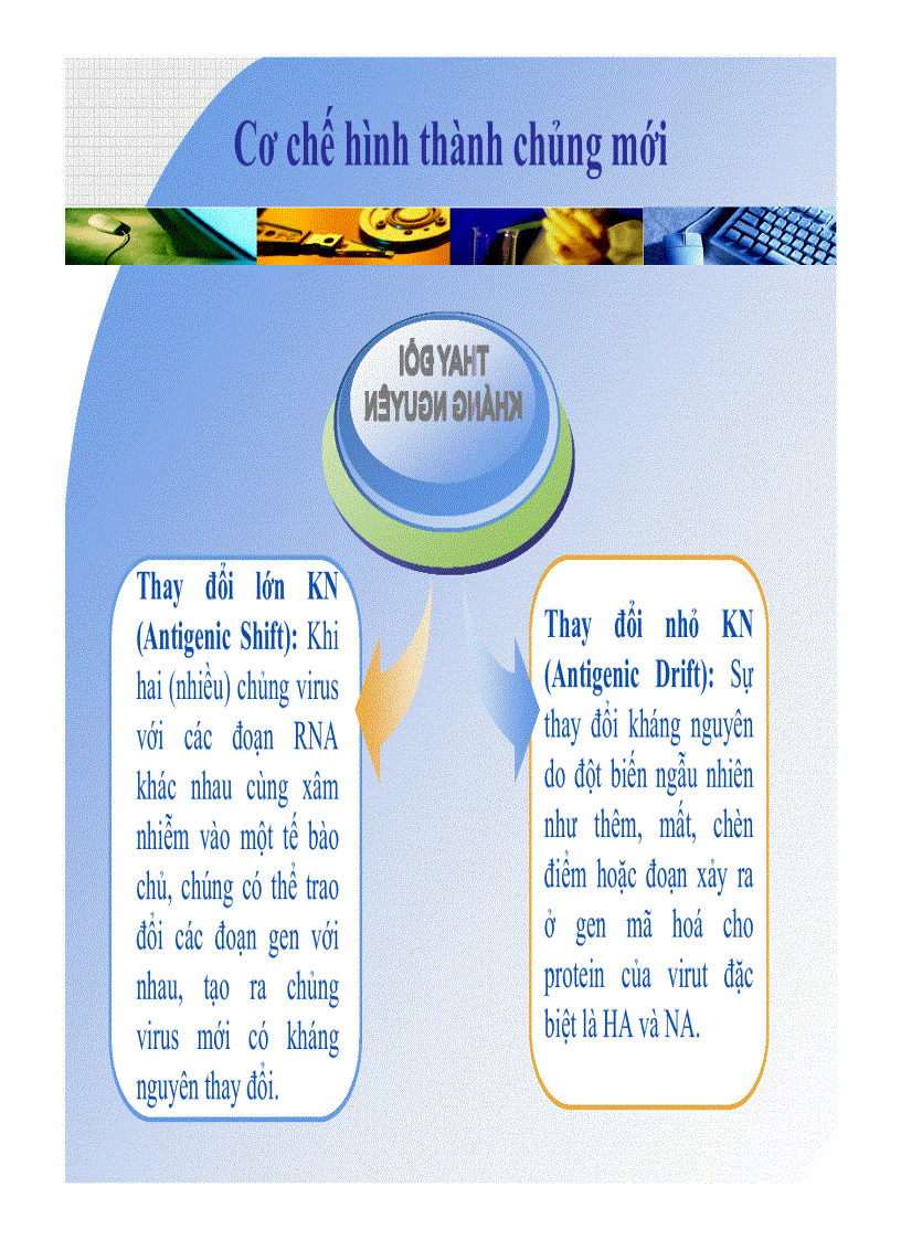 image for page Hoàn thiện kỹ thuật trung hòa vi lượng trong nghiên cứu huyết thanh dịch tễ học trên người tiếp xúc với virus cúm gia cầm H5N