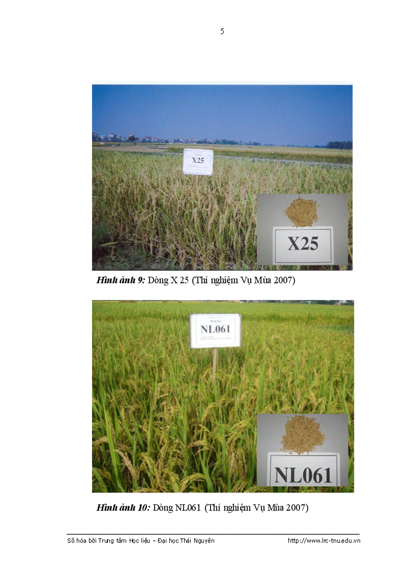 image for page Nghiên cứu đặc điểm sinh trưởng phát triển của m ột số dòng lúa thuần và ảnh hưởng của m ột số biện pháp kỹ thuật đến năng suất dòng lúa CL02 tại tỉnh Vĩnh Phúc