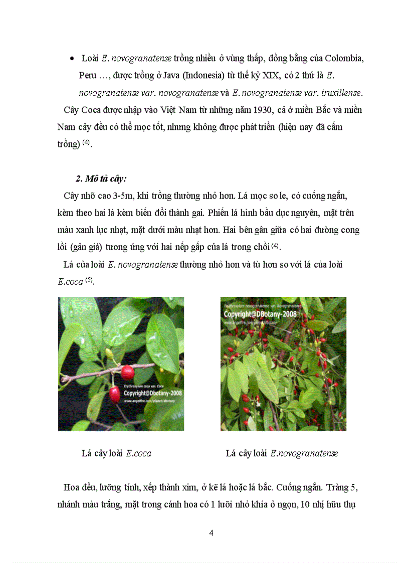 image for page Tổng quan tài liệu về cây Coca Erythroxylum coca Lamb