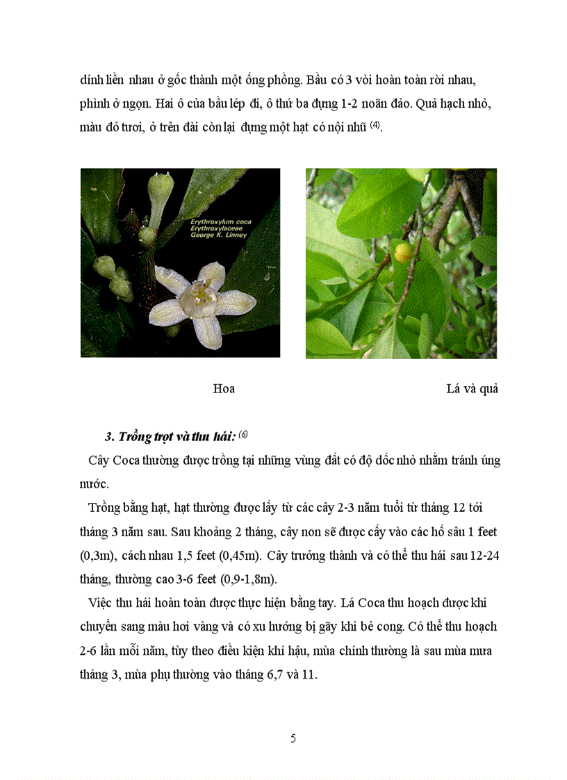image for page Tổng quan tài liệu về cây Coca Erythroxylum coca Lamb