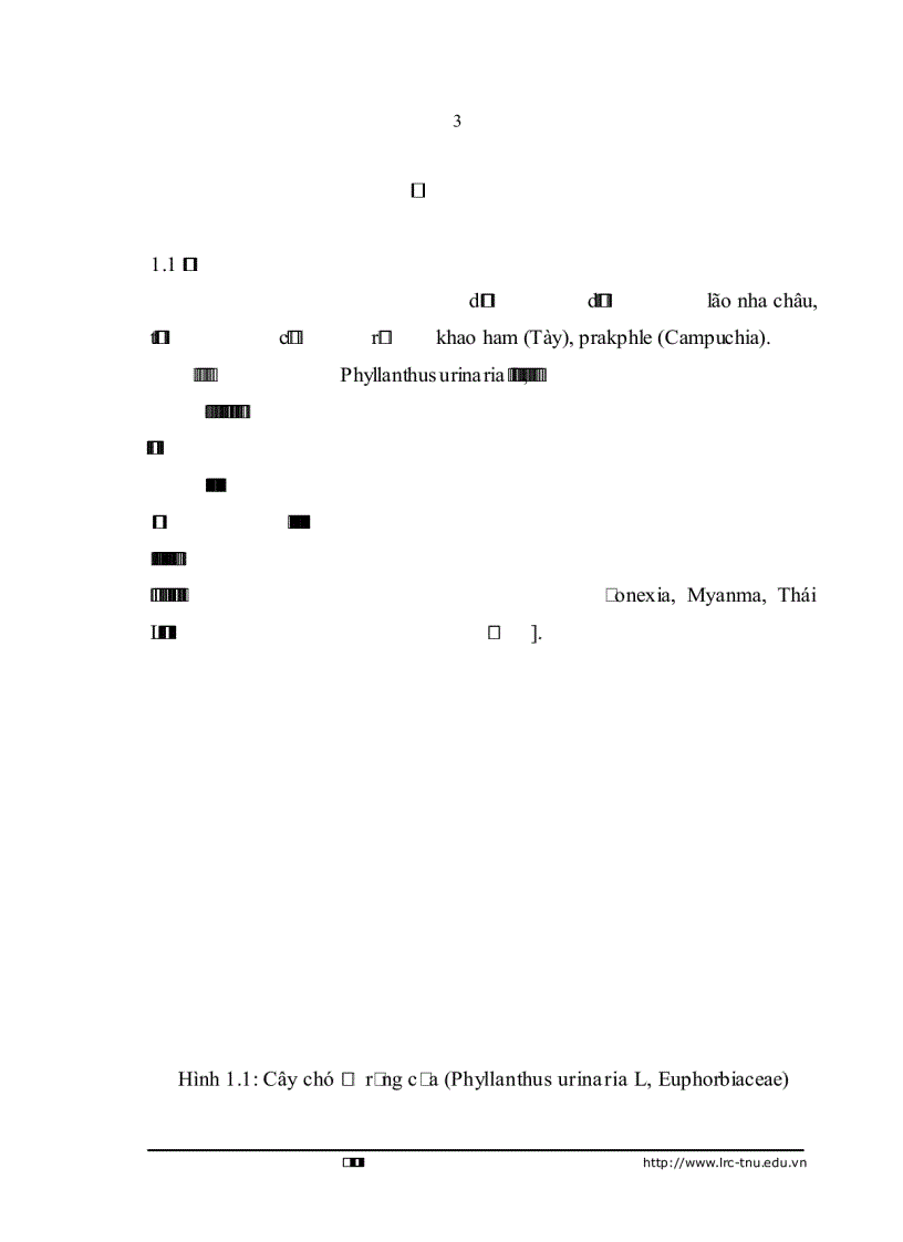image for page Nghiên cứu hóa học và nhận dạng một số nhóm chất có trong cây chó đẻ răng cưa Phyllanthus urinaria L Euphorbiaceae