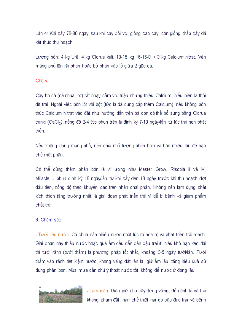 image for page Kỹ thuật trồng cây cà chua