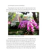 Kỹ thuật trồng Lan Hồ Điệp Đài Loan