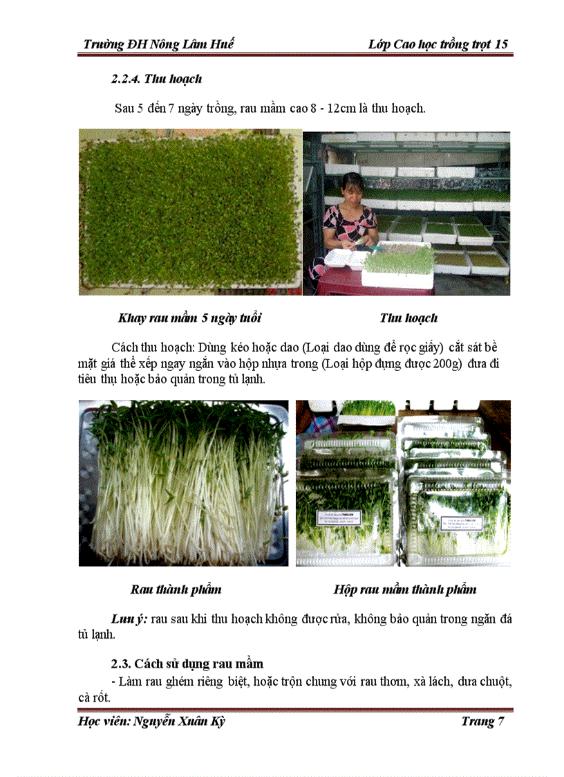 Tìm hiểu quy trình kỹ thuật trồng rau mầm