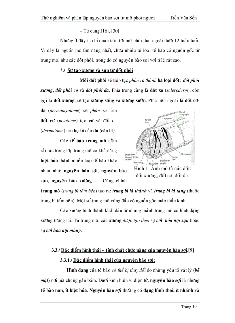 image for page Thử nghiệm phân lập và tạo dòng nguyên bào sợi từ mô phôi thai người