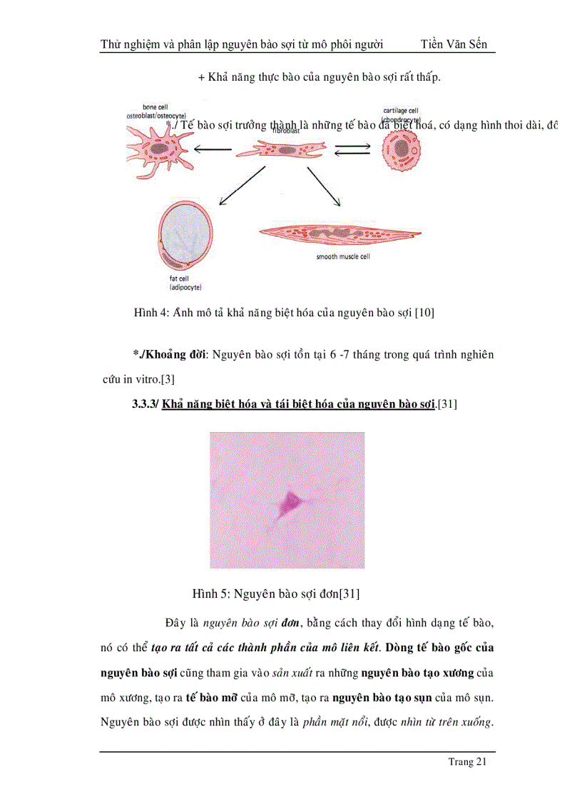 image for page Thử nghiệm phân lập và tạo dòng nguyên bào sợi từ mô phôi thai người