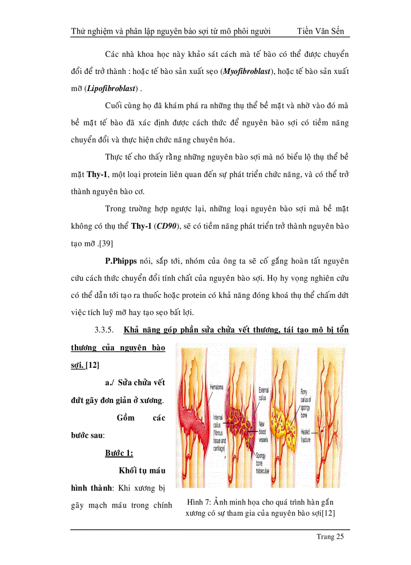 image for page Thử nghiệm phân lập và tạo dòng nguyên bào sợi từ mô phôi thai người
